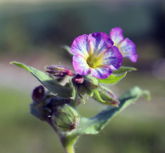Nonea versicolor