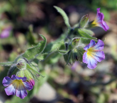 Nonea versicolor