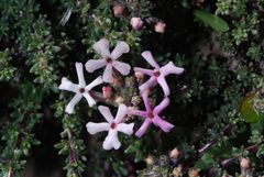 Junellia tridactylites