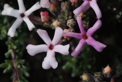 Junellia tridactylites