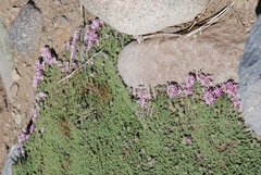 Junellia tridactylites