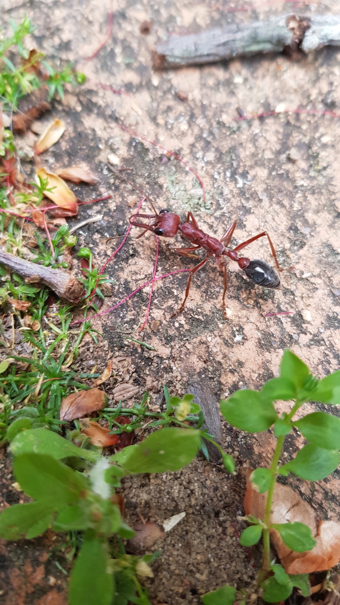 Myrmecia brevinoda