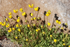 Calceolaria polyrhiza