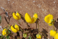 Calceolaria polyrhiza