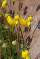 Calceolaria polyrhiza