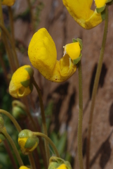 Calceolaria polyrhiza