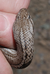 Galvarinus chilensis