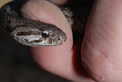 Galvarinus chilensis