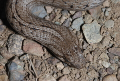 Galvarinus chilensis