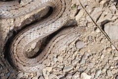 Galvarinus chilensis
