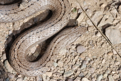 Galvarinus chilensis