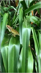 Anolis apollinaris