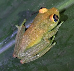 Boophis viridis