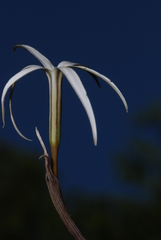 Tristagma