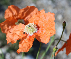 Papaver fugax