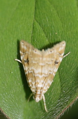 Hellula