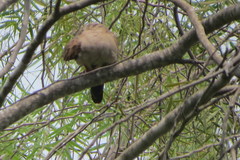Columbina talpacoti