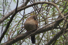 Columbina talpacoti