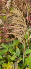 Bromus biebersteinii