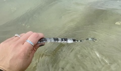 Fistularia tabacaria