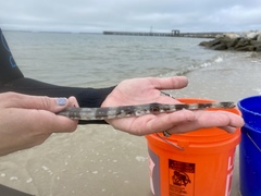 Fistularia tabacaria