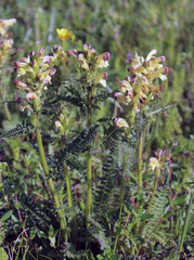Pedicularis chroorrhyncha