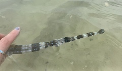 Fistularia tabacaria