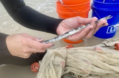 Fistularia tabacaria