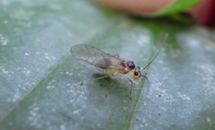 Stenopsocus immaculatus