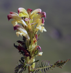Pedicularis chroorrhyncha