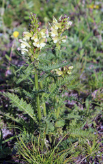 Pedicularis chroorrhyncha