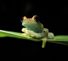 Boophis viridis