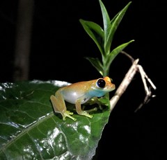 Boophis viridis