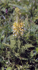 Pedicularis condensata