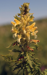 Pedicularis condensata