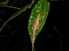 Anolis ventrimaculatus