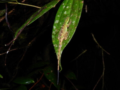 Anolis ventrimaculatus