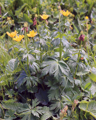 Trollius ranunculinus