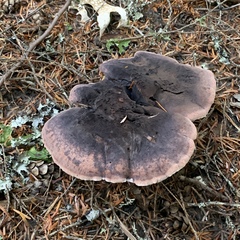 Hydnellum fuscoindicum