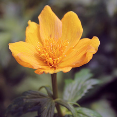Trollius ranunculinus