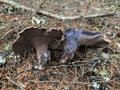 Hydnellum fuscoindicum