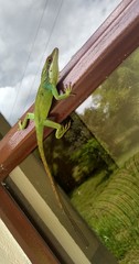 Anolis apollinaris