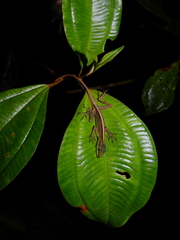 Anolis ventrimaculatus