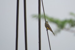 Tyrannus albogularis