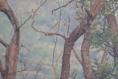 Tyrannus albogularis