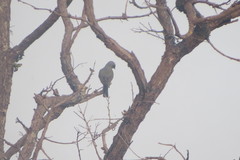 Tyrannus albogularis