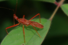 Rocconota tuberculigera