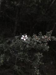 Leptospermum grandiflorum
