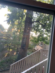 Melanerpes carolinus