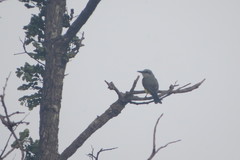 Tyrannus albogularis